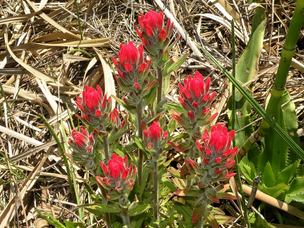 Uruguay's wildlife & Natural sanctuaries Santuarios naturales & flora