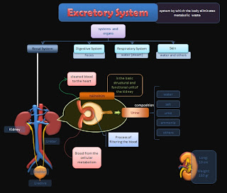 Educative diagrams: Excretory System Diagram