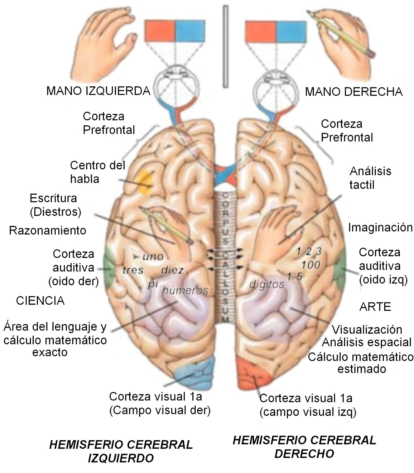 Hemisferio derecho e izquierdo y sus funciones