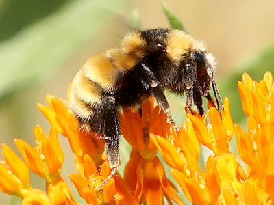 bumble bee on butterfly weed