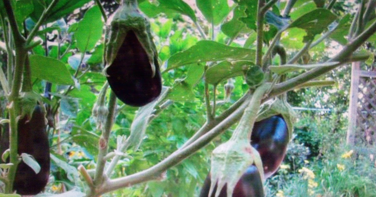 Eggplant ( How To Grow ) | Garden The Easy Way