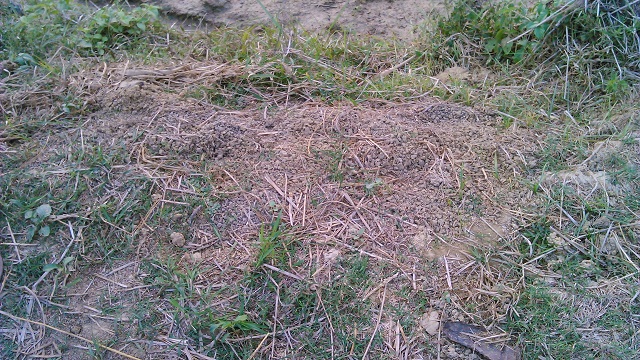 Primo G6 review Camera Sample