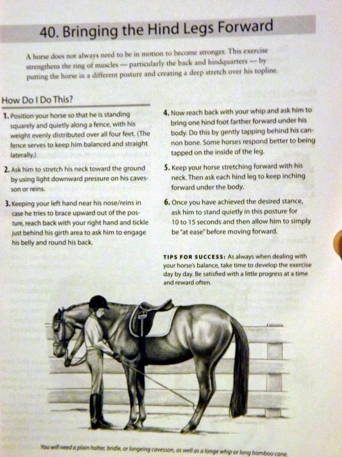 Equestrian Journey Stifle Exercises!