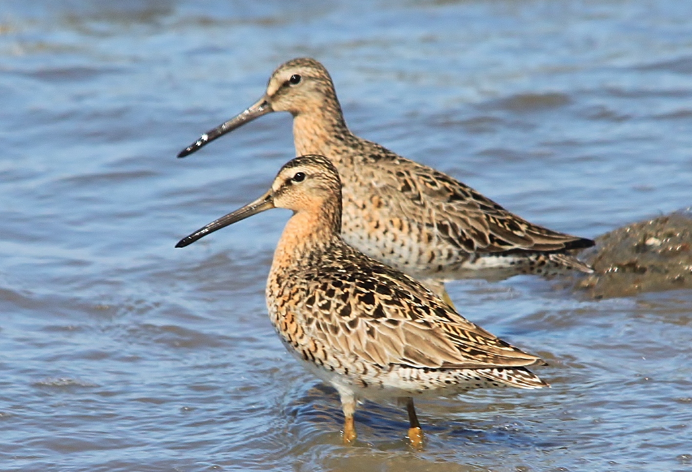 Nature on the Edge of New York City Longbilled Shorebirds Visit NY Harbor