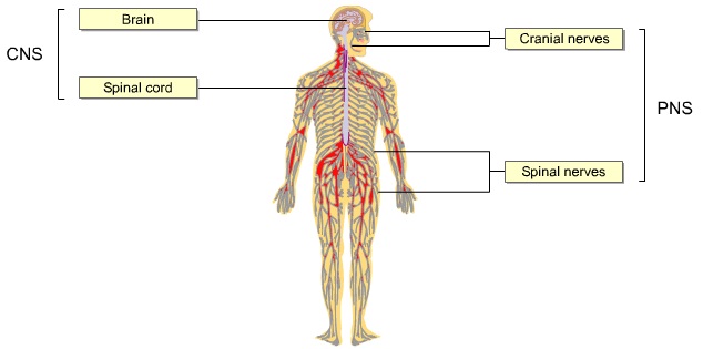 BIOLOGY FORM 6: THE NERVOUS SYSTEM
