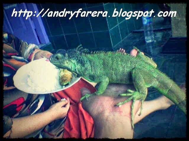 Hobi Kita Purbalingga Cara Memberi Makan Iguana