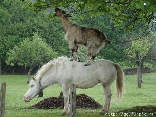 amazing animals pics caught in cam, funnies animals images amazing animals pics caught in cam, funnies animals images