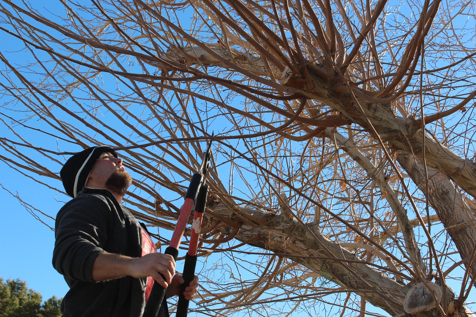 Mulberry Tree Cuttings