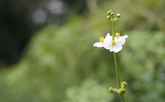 Broadleaf Arrowhead Flowers Pictures