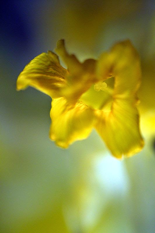 [Image: daffodill3SM.jpg]