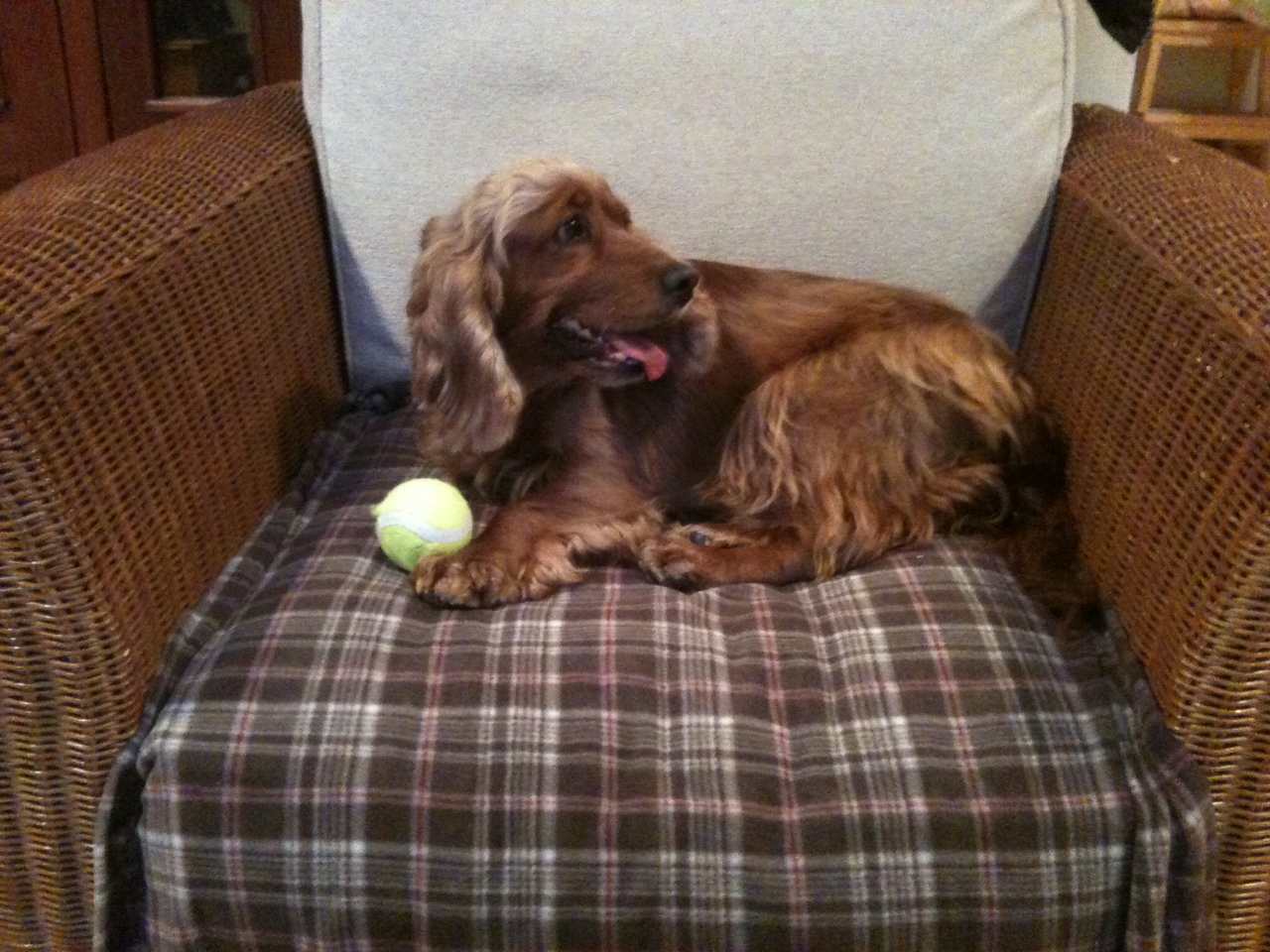 English Setter Doodles