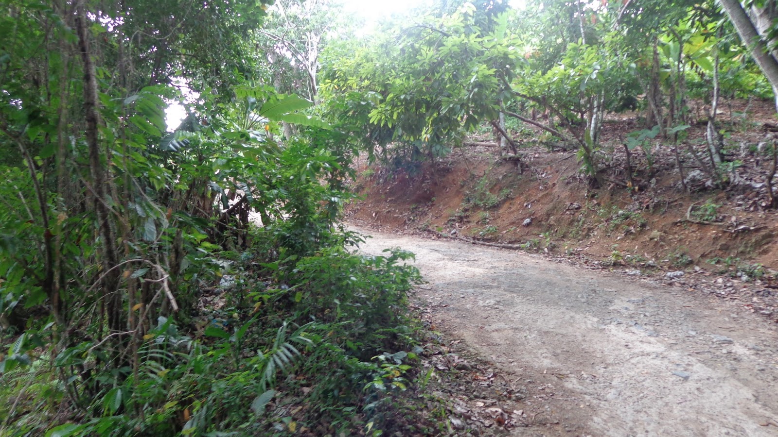 Liliana Usvat Reforestation and Medicinal use of the Trees