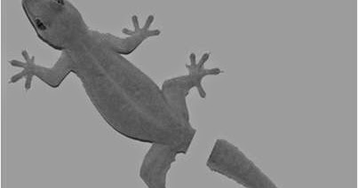 Arti Ketimpa / Ketiban Cicak | Ciri Cowok Jatuh Cinta