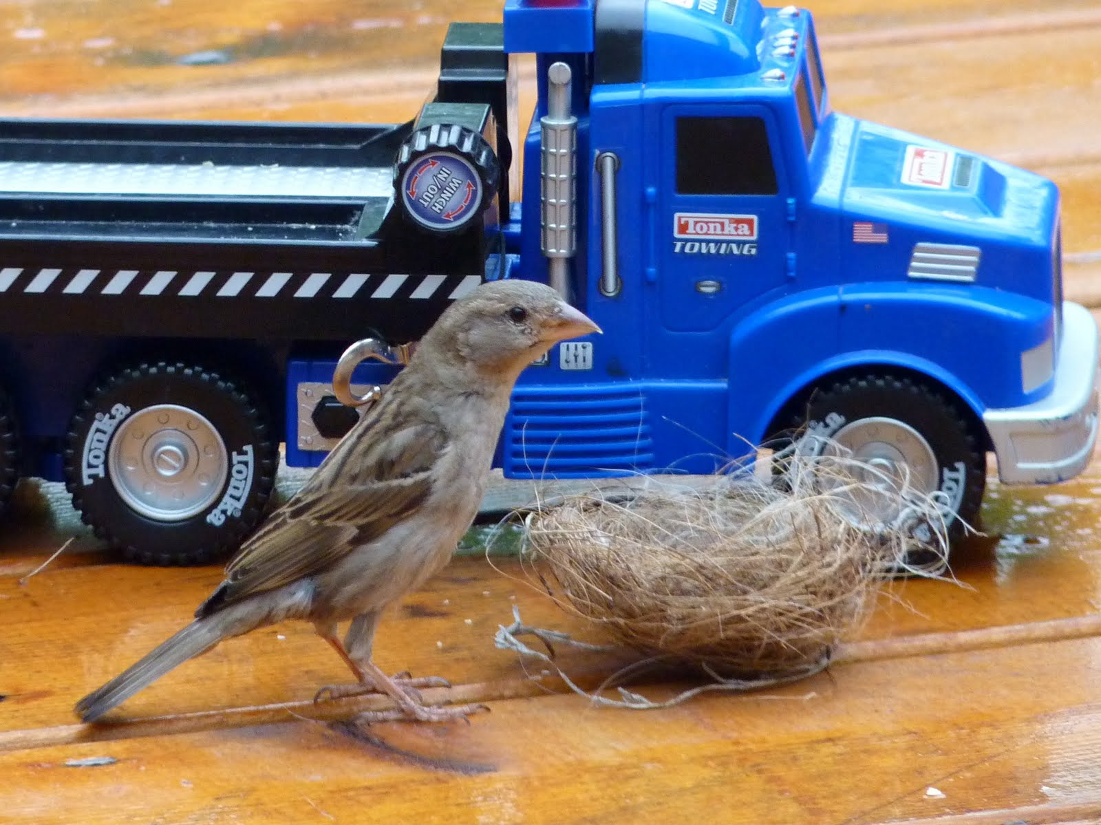 Minneapolis Backyard Birds Jeanasina's Crazy Stuff How to Move a