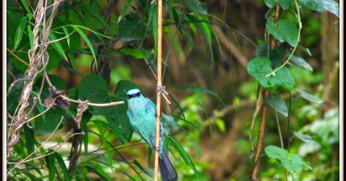 Bird Watching In Sikkim