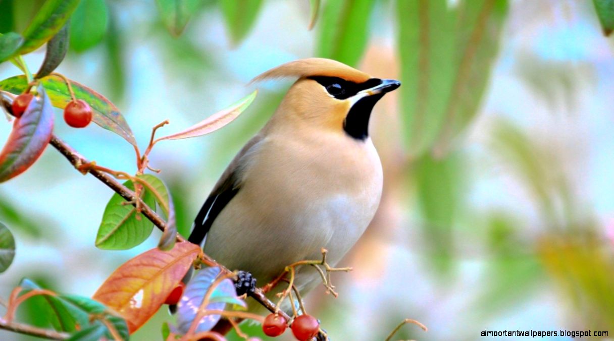 Winter Birds Wallpaper  Live HD Wallpaper HQ Pictures Images Winter Birds Wallpaper  Live HD Wallpaper HQ Pictures Images