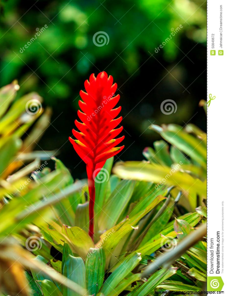 Amazing Red Flower Stock Photo Image 50849672 Amazing Red Flower Stock Photo Image 50849672