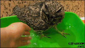 Funny animal gifs, owl taking a bath