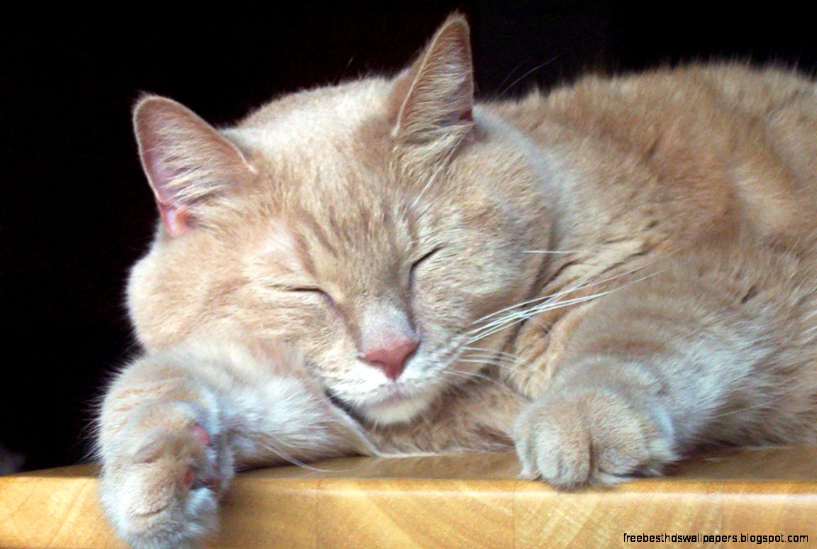 Sleeping Cat Free Stock Photo HD Public Domain Pictures Sleeping Cat Free Stock Photo HD Public Domain Pictures