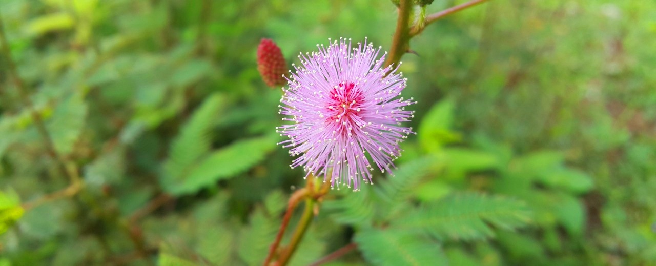 ไมยราบ Mimosa pudica, sensitive plant