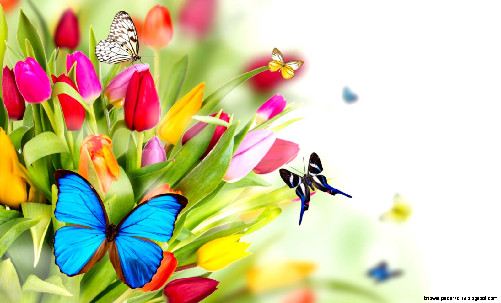 Butterflies Wallpaper Download Hd Wallpapers 1024x740PX Butterflies Wallpaper Download Hd Wallpapers 1024x740PX