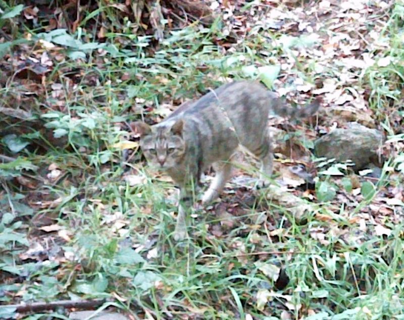 A Snake Ghost A Ghost Of Some Other Animal Or Just The Blur Of The Reflecting Eyes Of Another Cat As It Ran Through The Photo A Snake Ghost A Ghost Of Some Other Animal Or Just The Blur Of The Reflecting Eyes Of Another Cat As It Ran Through The Photo