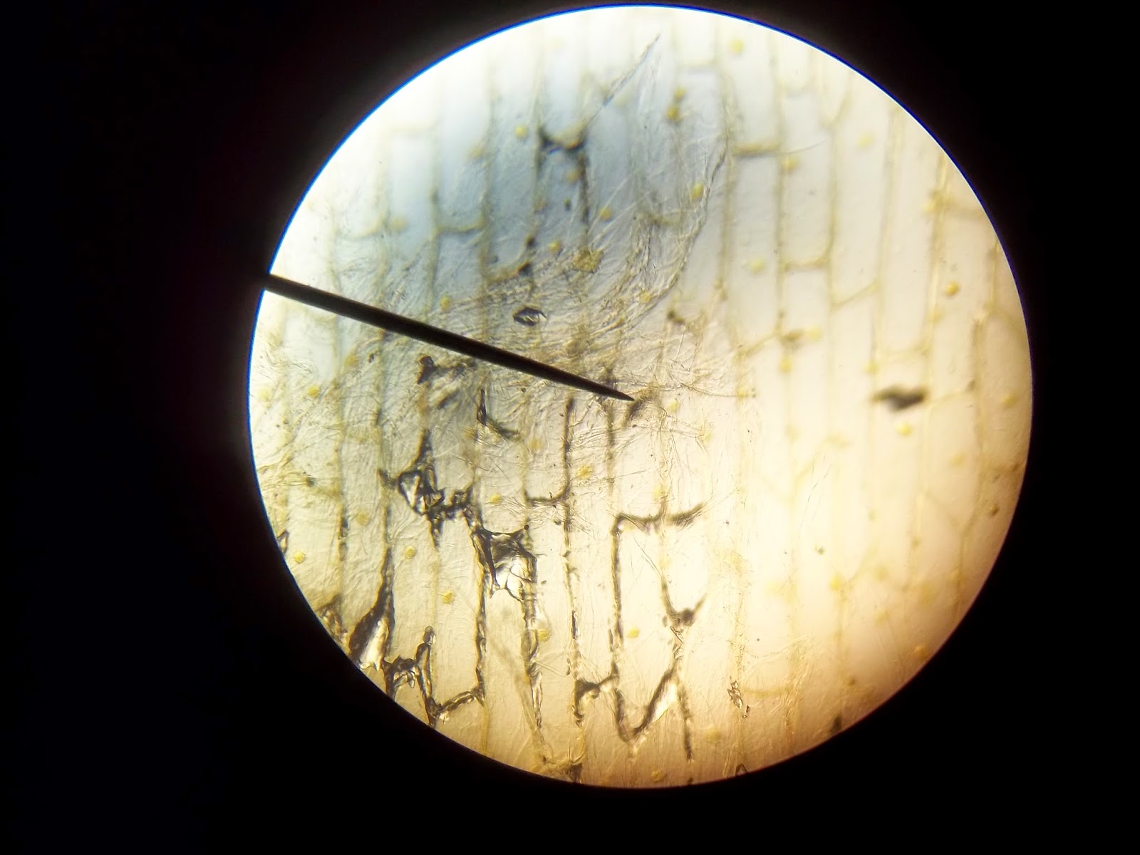 Hands On Science Pictures of our onion cell lab!