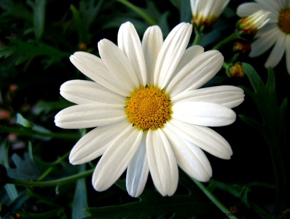 Marguerite Daisy Flowers Marguerite Daisy Flowers