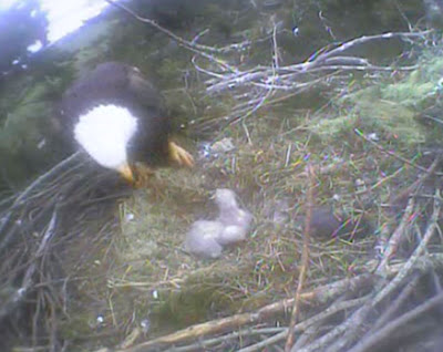 eagle in a nest with babies