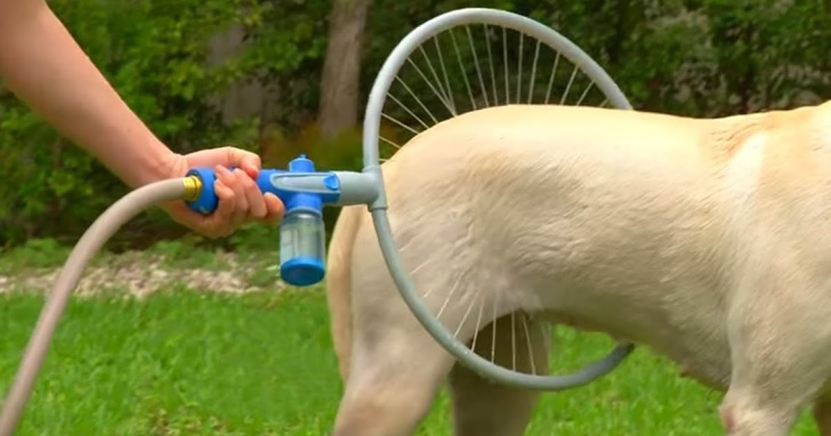 This BRILLIANT Invention Will Facilitate The Lives Of Dogs And Their