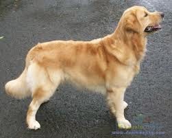 Blog Yang Berisikan Solusi Untuk Bisa Menjadi Ibu Rumah Tangga