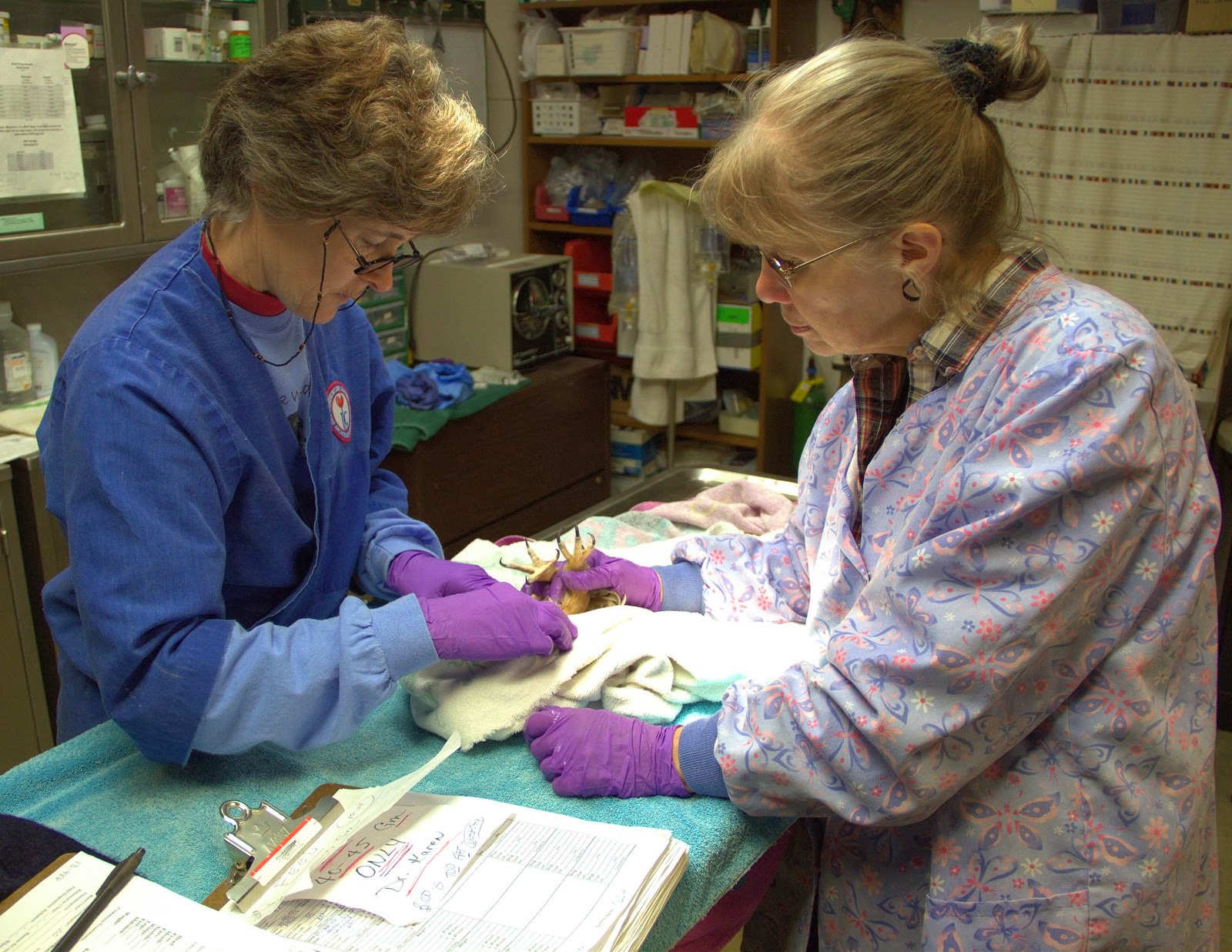 Bird Treatment and Learning Center Another day at the Bird TLC clinic