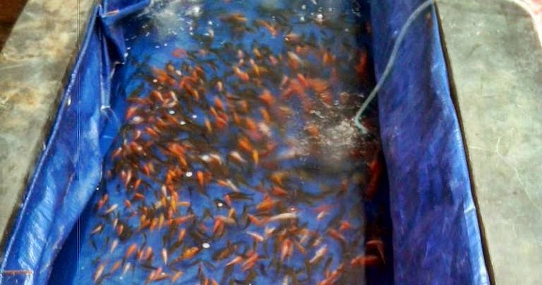 Makanan Untuk Anak Ikan Koi Akuarium Ikan Hias
