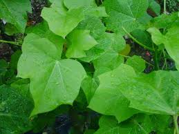 Khasiat Daun Jarak Untuk Penyakit Cacar Air Khasiat Daun Jarak Untuk Penyakit Cacar Air Khasiat Daun Jarak Untuk Penyakit Cacar Air