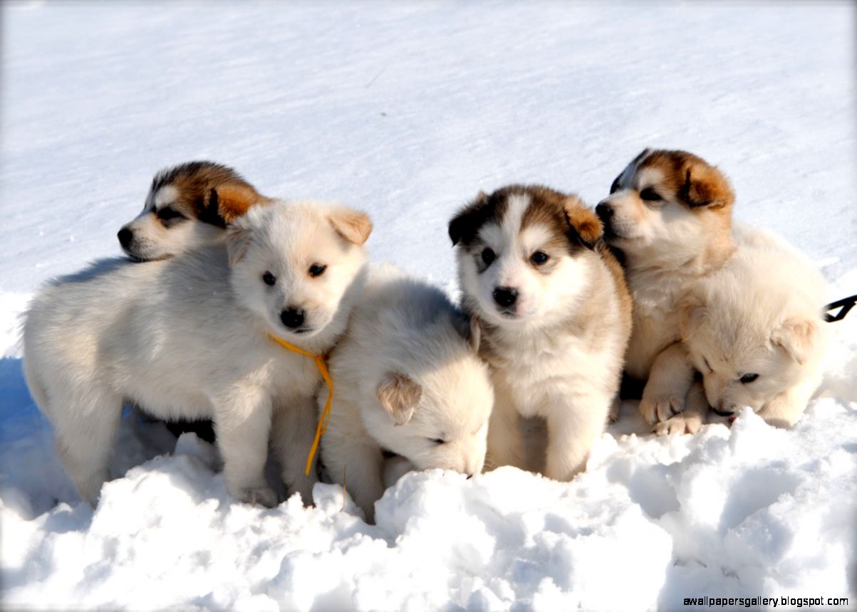 cute husky puppies wallpaper cute husky puppies wallpaper