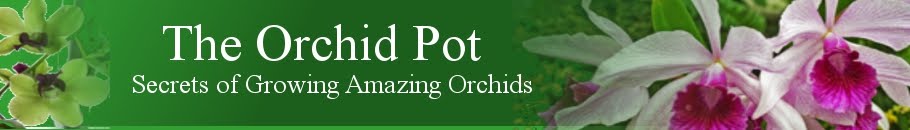 Orchid Care Information
