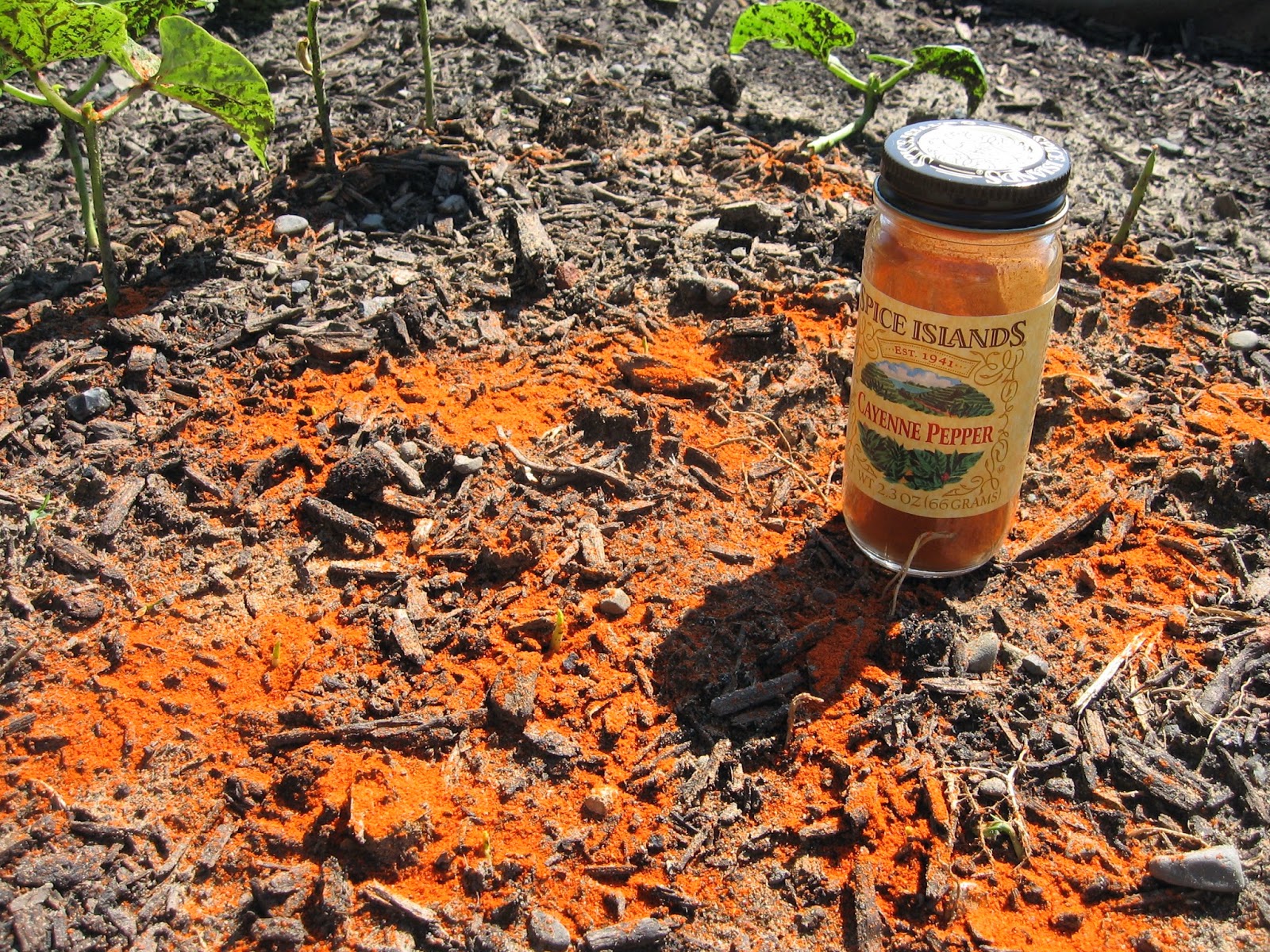 Chemung County Historical Society Curator vs. Nature