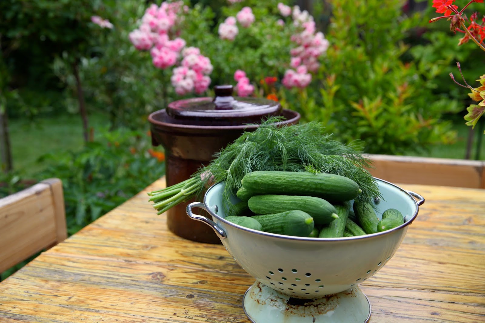 Salvation Sisters CrockFermented Dill Pickles and May Roses