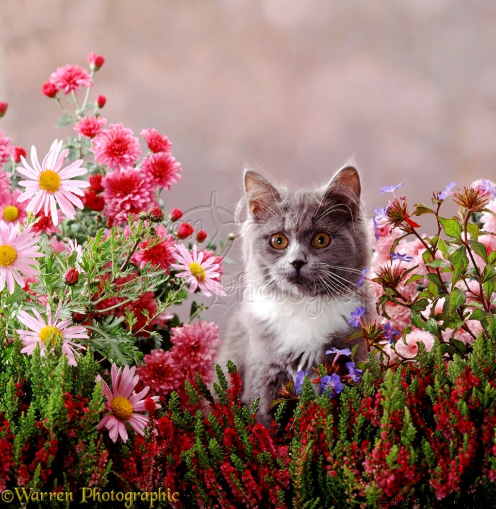 Grey and white kitten among pretty flowers photo WP37519 Grey and white kitten among pretty flowers photo WP37519