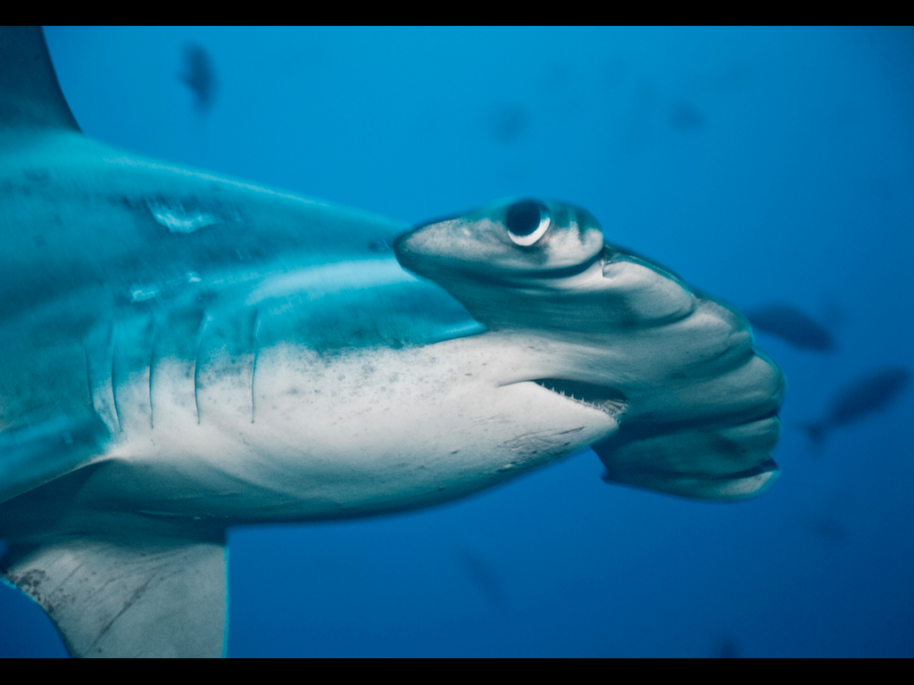 Mass Species Extinction The endangered Hammer Shark