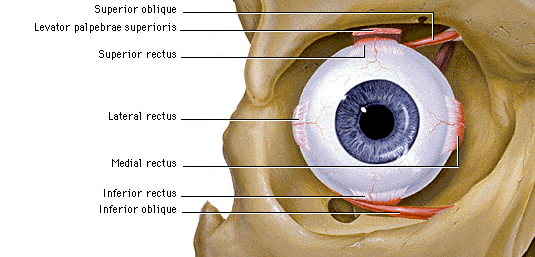 Notez On Nursing....: Cranial Nerve III.....