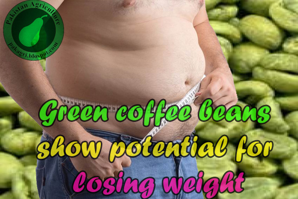green coffee beans