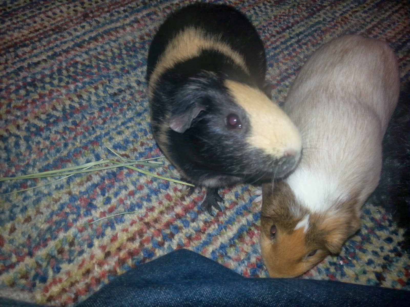 Cavy Savvy: A Guinea Pig Blog: Why Do Guinea Pigs Have Whiskers?