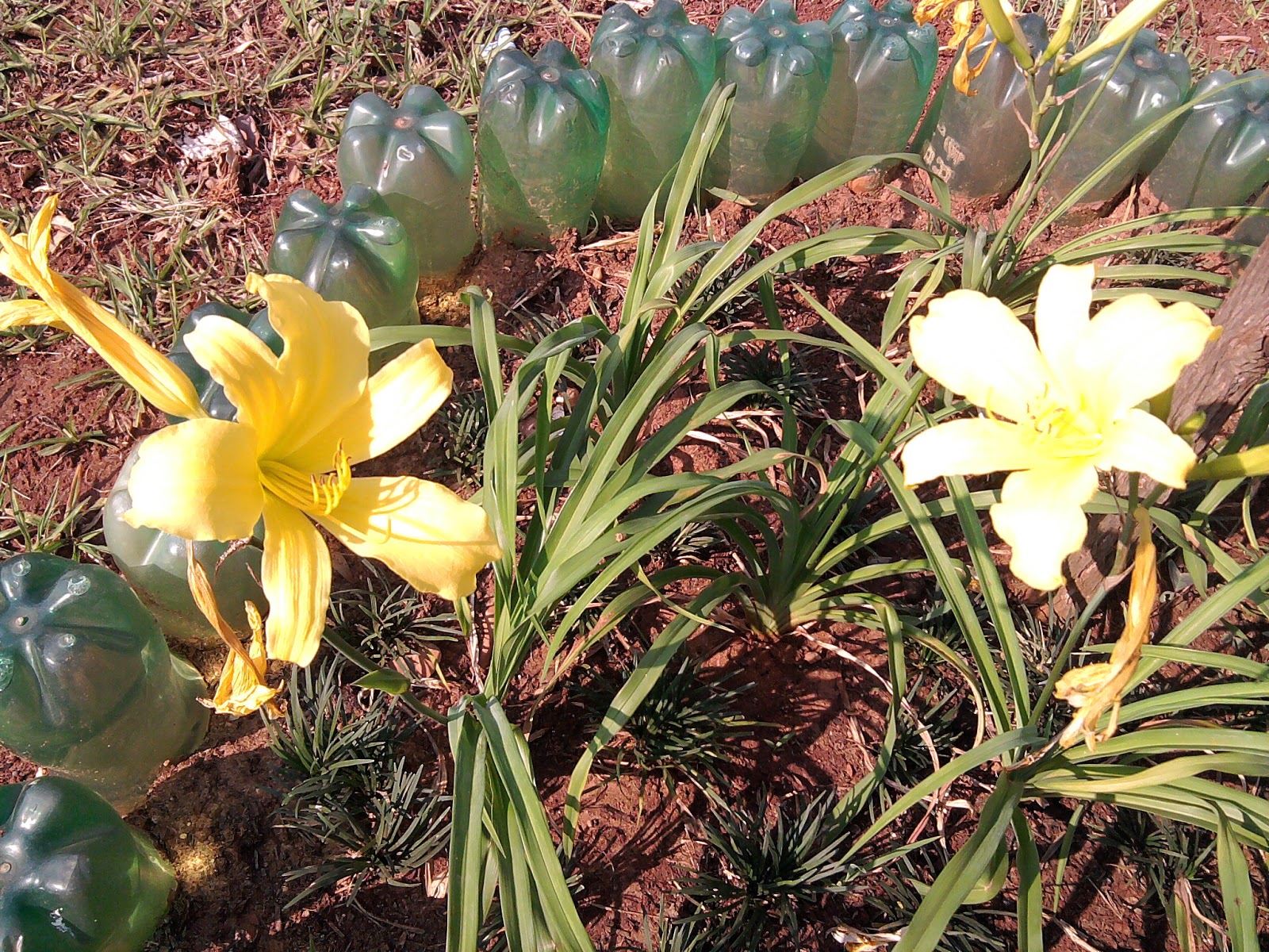 Como cuidar da flor Impatiens - PlantaSonya - O seu blog sobre cultivo de  plantas e flores