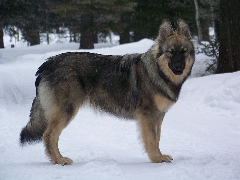 Alsatian Wolf
