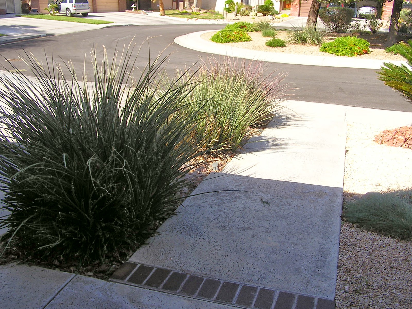 Xtremehorticulture of the Desert Overgrown Red Yucca Can Be Divided for Smaller Space