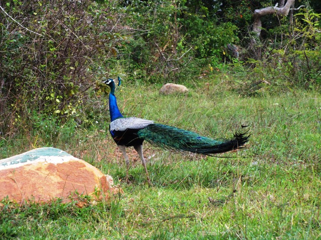 photosofbirdsofsrilanka