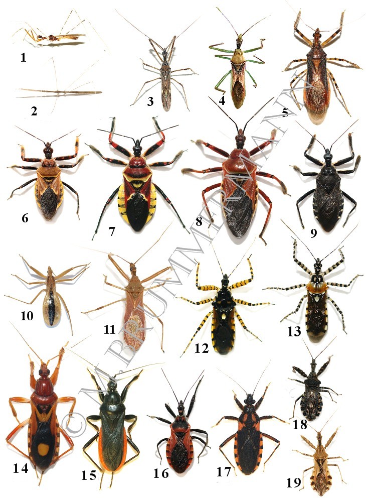 Are There Bed Bugs In Tucson Are There Bed Bugs In Tucson