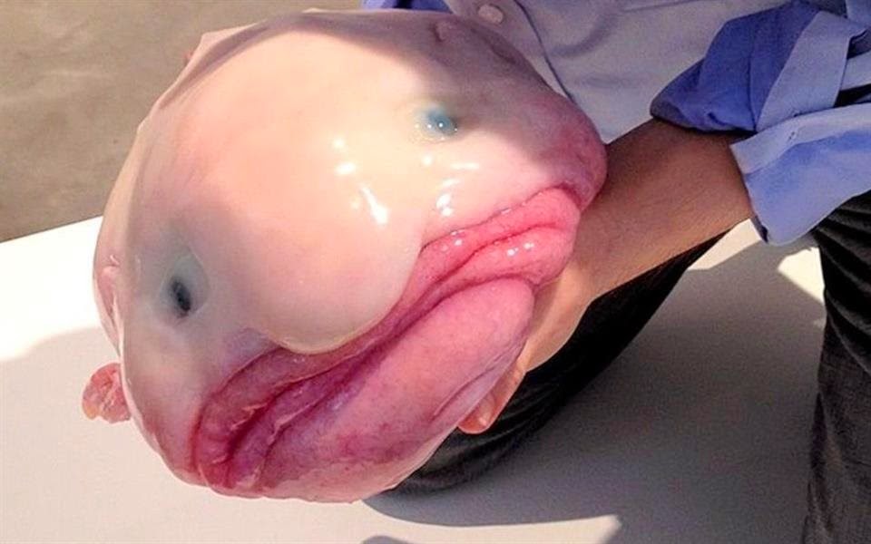 Peixe-bolha é eleito símbolo para preservação de 'animais feios