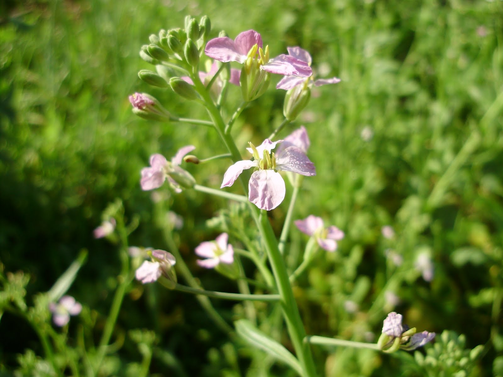 Ohiofarmgirl's Adventures In The Good Land Radish flowers and bushwacking